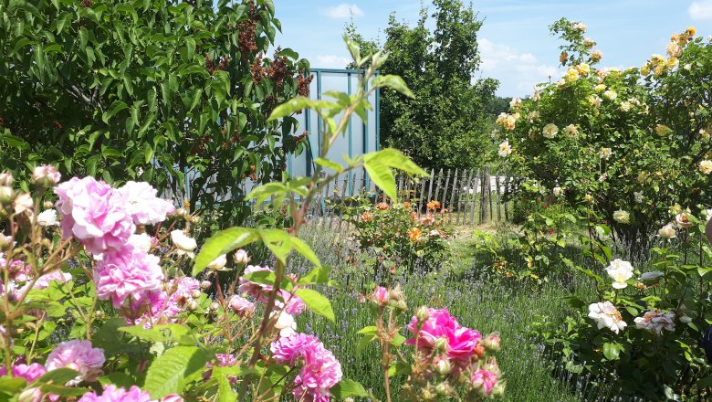 Ein bl&uuml;hender Garten mit verschiedenen Rosen und gr&uuml;nen B&auml;umen im Hintergrund.