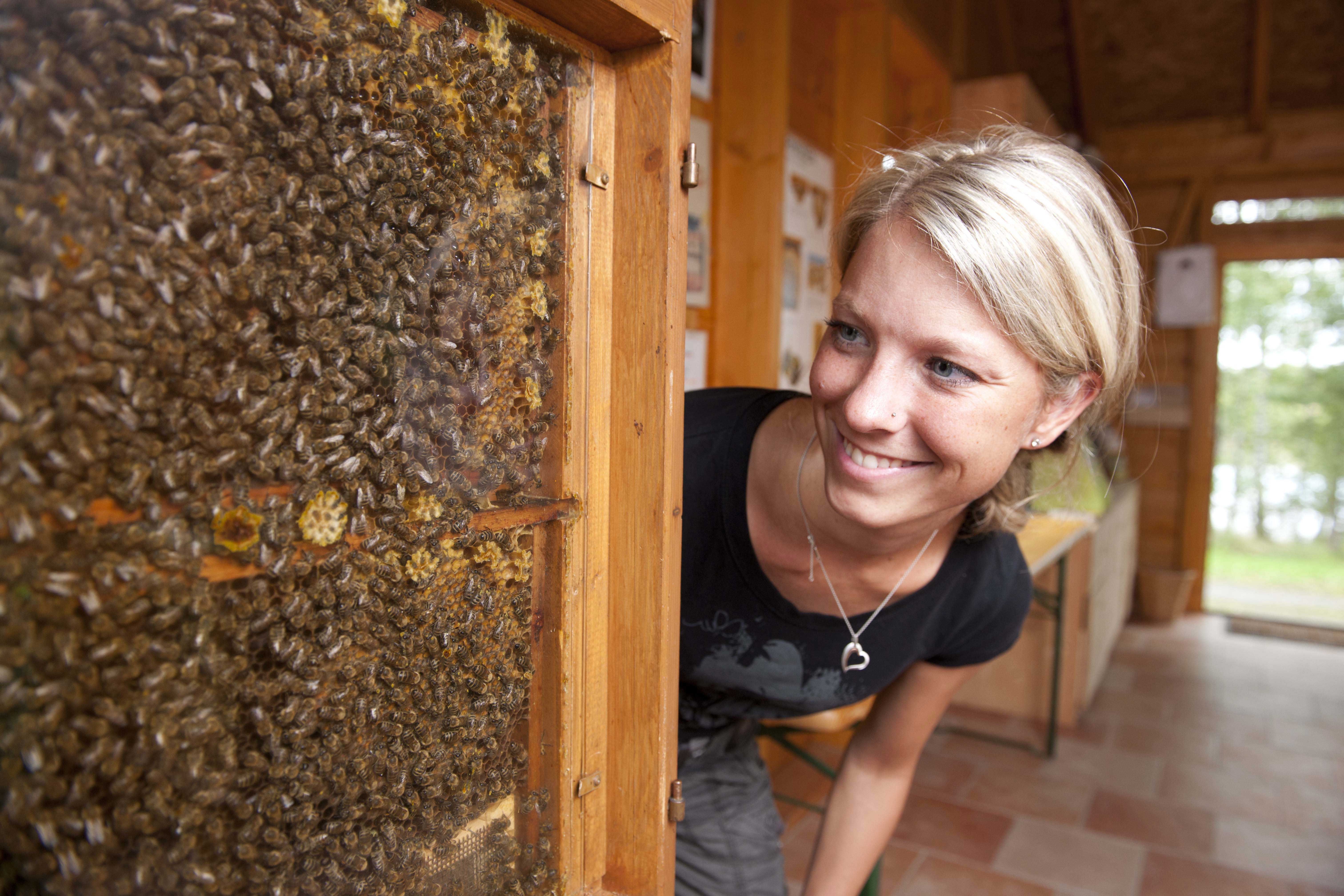 Frau betrachtet Bienen hinter Glas in einem Holzrahmen.