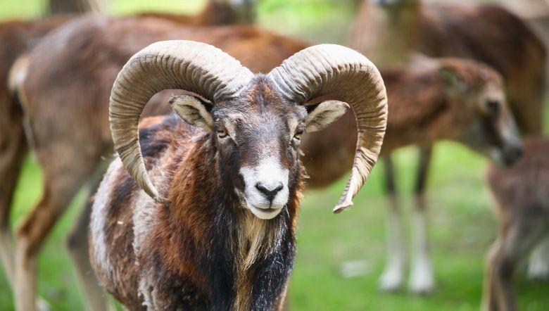 Ein Mufflon mit großen, gebogenen Hörnern steht im Vordergrund, umgeben von weiteren Tieren im Hintergrund.