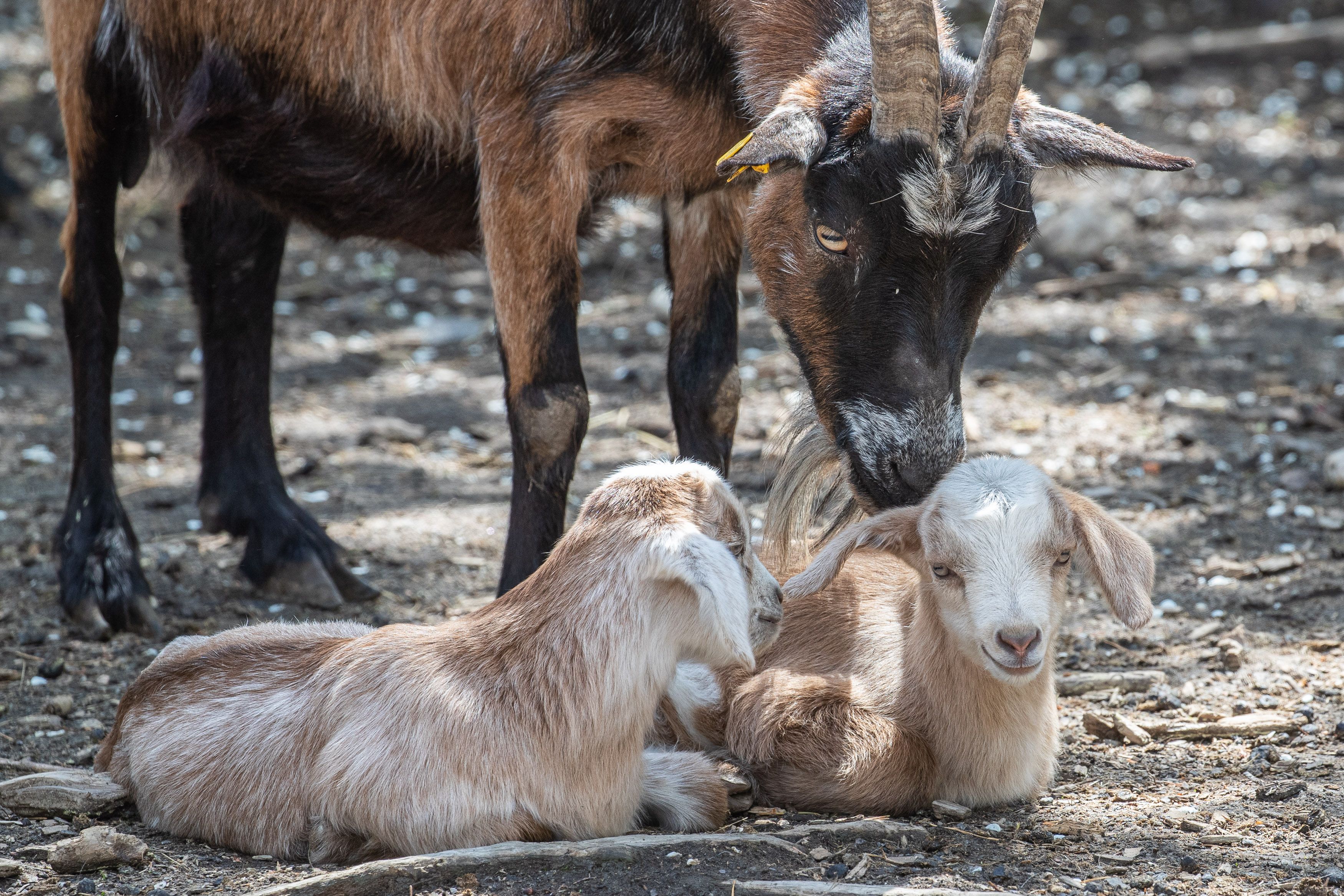 Ziegennachwuchs mit Mutter(c) Naturpark Geras