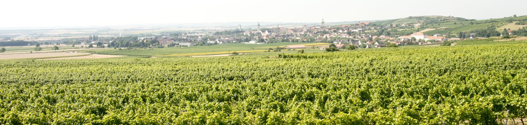 gründe Landschaf mit Stadt im Hintergrund