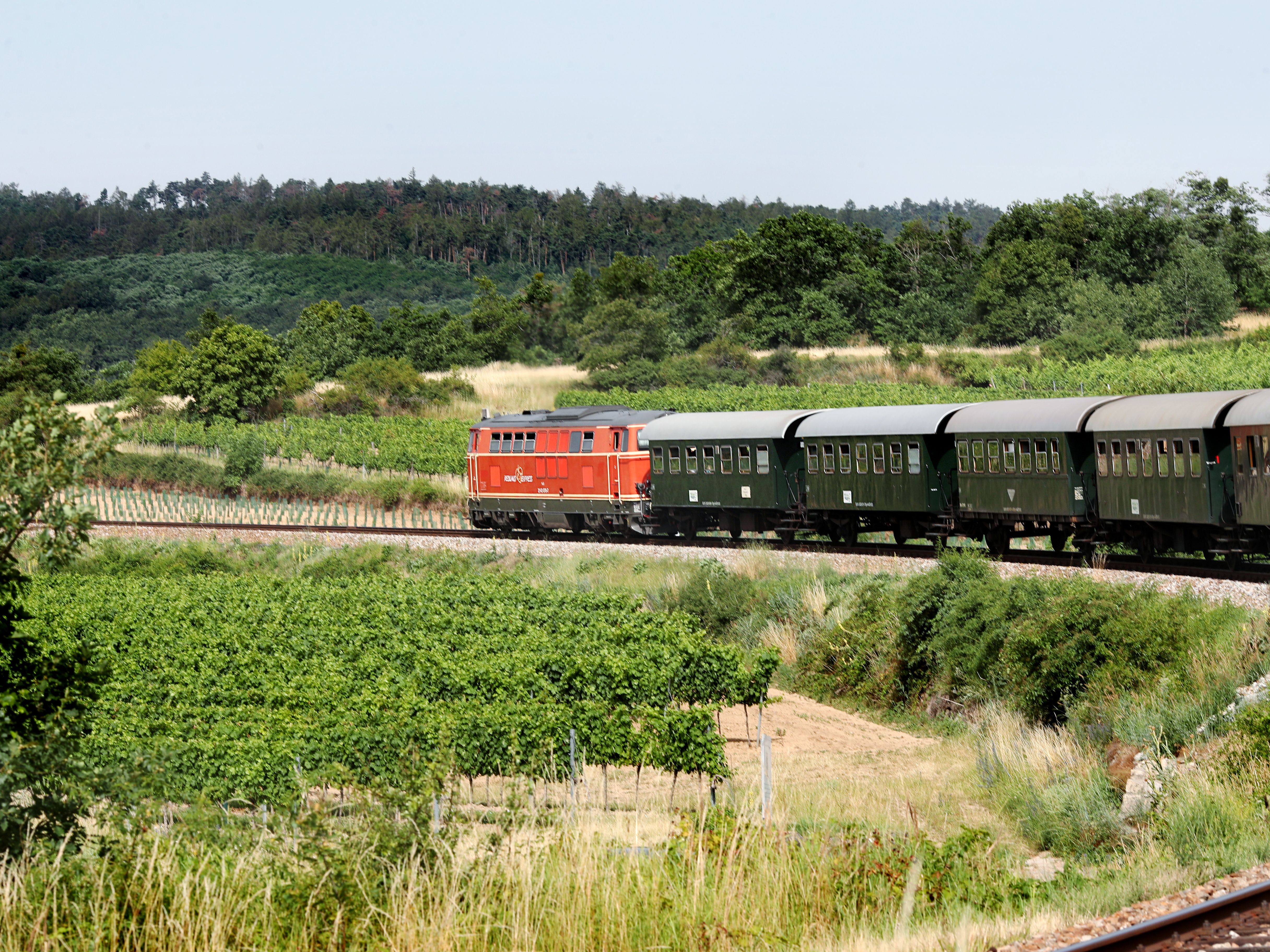 Nostalgischer Zug mit roter Lok fährt vorbei an Weinreben