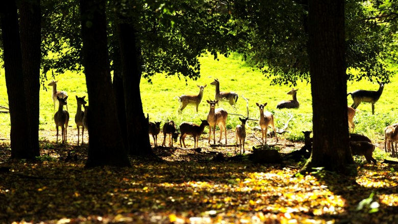 A group of deer stands and lies in a sunny clearing in the forest.