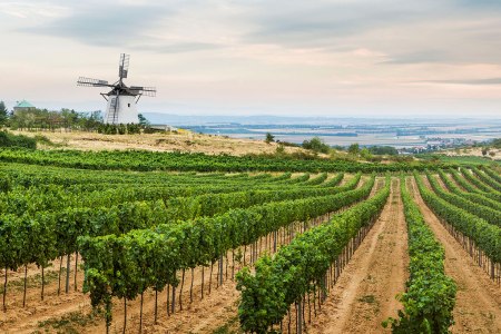 Blick auf die Retzer Windmühle mit Weinstöcken im Vordergrund