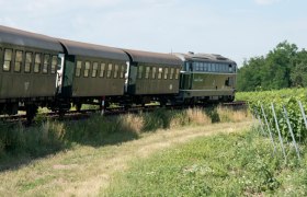 Reblaus Express fährt an Weinstöcken vorbei