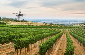 Blick auf die Retzer Windmühle mit Weinstöcken im Vordergrund