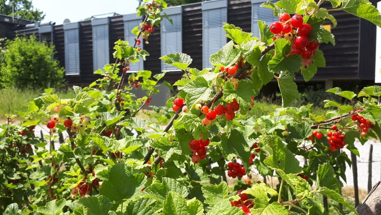 Rote Johannisbeeren an Str&auml;uchern im Garten mit einem Geb&auml;ude im Hintergrund.