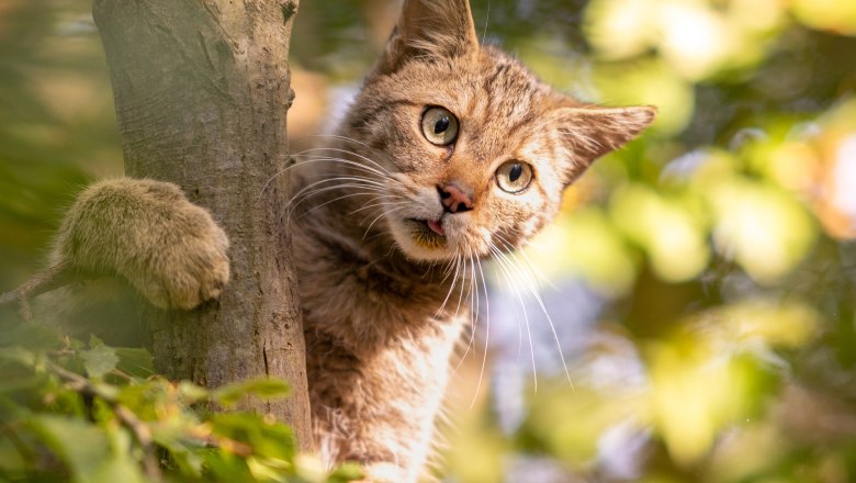 Eine Wildkatze klettert an einem Baum im Nationalpark Thayatal.