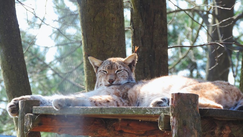 A lynx lies relaxed on a wooden platform in the forest.