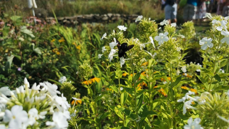 Eine Holzbiene sitzt auf weißen Blüten in einem blühenden Garten, im Hintergrund sind unscharf Menschen zu sehen.