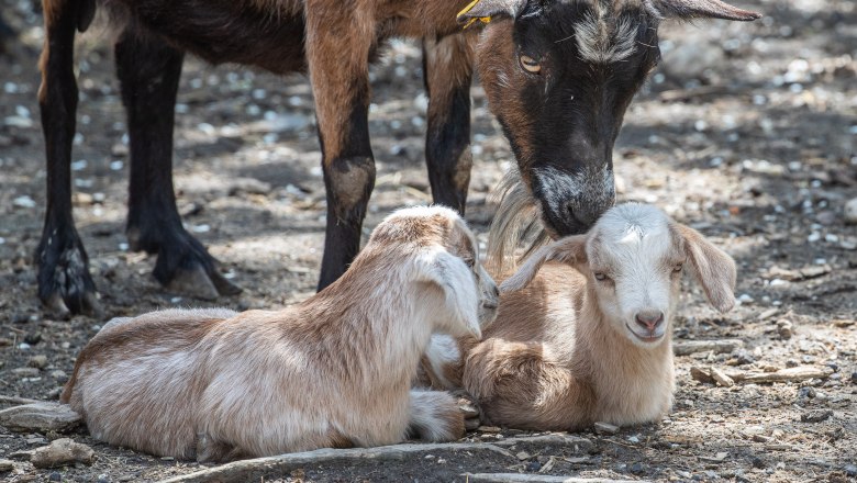 Goat offspring with mother(c) Geras Nature Park, &copy; Verein Naturpark Geras