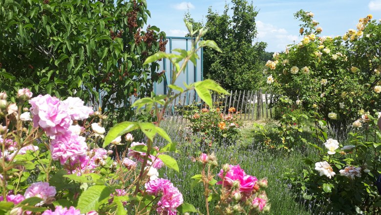 Kräutergarten mit Rosenpracht, © "Natur im Garten" Schaugärten
